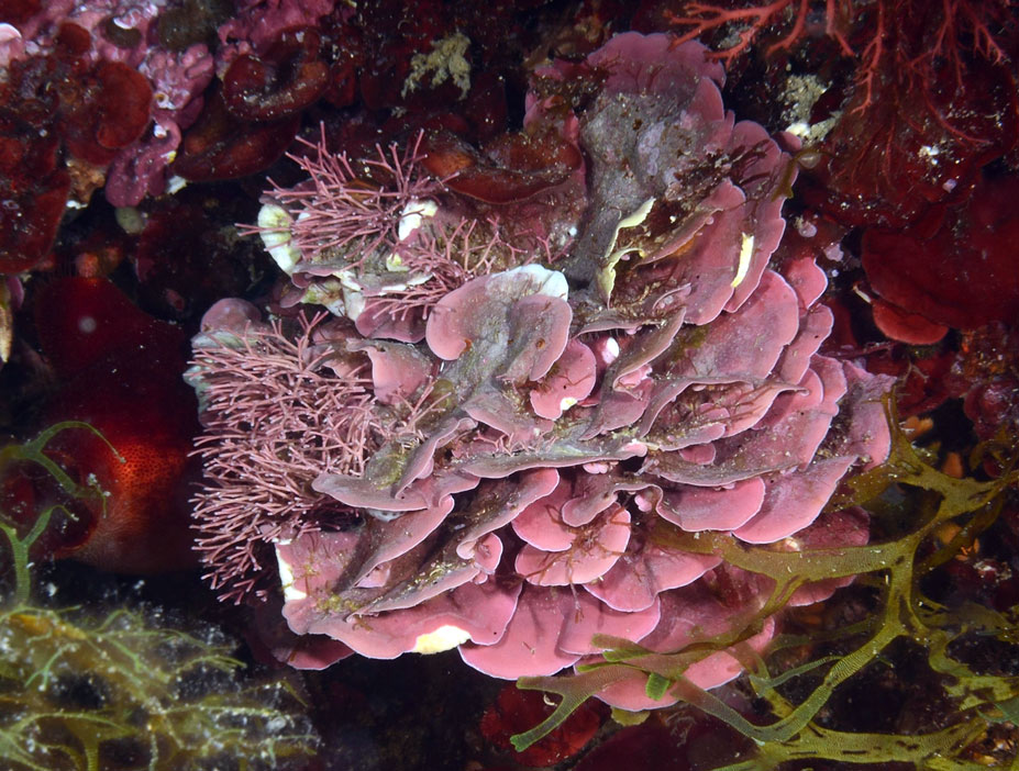 Lithophyllum stictaeforme e Amphiroa cfr rubra